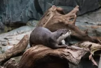 Quebra-cabeça river otter