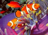 Bulmaca Clown fish