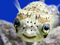Quebra-cabeça fish