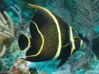 Puzzle The angel fish