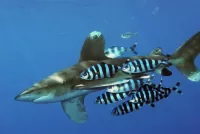 Пазл Рыбы-лоцманы и акула