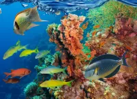 Jigsaw Puzzle Fish and corals