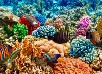 パズル Fish and corals