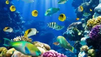 Quebra-cabeça Fish under water