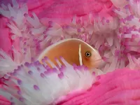 Bulmaca Fish and a sea anemone