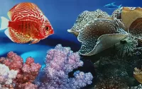 Пазл Рыбка и кораллы 