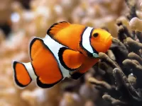 Quebra-cabeça Clownfish