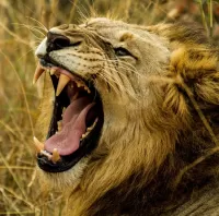 Quebra-cabeça Roaring lion