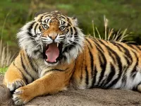 Slagalica richashchiy tigr