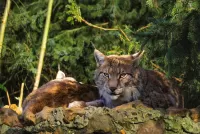 Quebra-cabeça Lynx