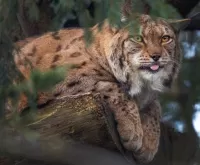 Zagadka Lynx