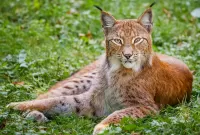 Rompecabezas Lynx