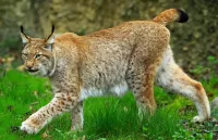 Bulmaca Lynx