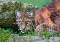 Rätsel Lynx