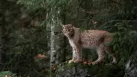 Slagalica Lynx