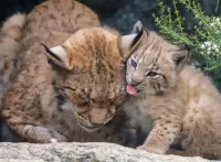 Zagadka Lynx and kitten