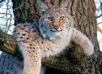 Quebra-cabeça Lynx on a tree