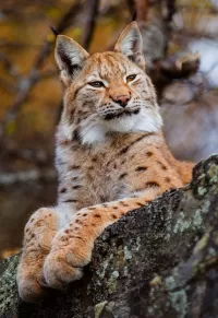 Puzzle Lynx on a branch