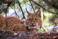 Bulmaca Lynx under a pine tree