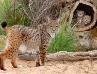 Слагалица Lynx with kittens