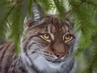Puzzle Lynx among the branches