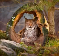 Rompecabezas Lynx in the woods