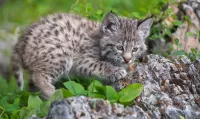 Puzzle small lynx
