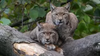 Puzzle Lynx on a log