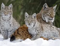 Bulmaca Lynx in the winter