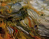 Puzzle Rice fields
