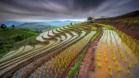 Jigsaw Puzzle Rice fields