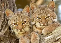 Puzzle lynxes