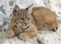 Quebra-cabeça A small lynx