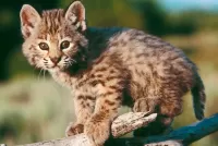 Rompecabezas A small lynx