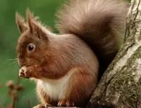 Jigsaw Puzzle Red squirrel