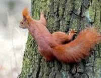 Puzzle Red squirrel