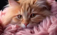 Quebra-cabeça Ginger cat