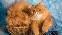 Слагалица Ginger cat