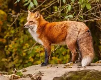 Rätsel Red Fox