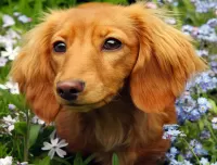 Quebra-cabeça red dachshund