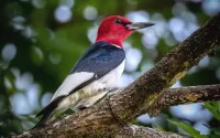 Quebra-cabeça red woodpecker