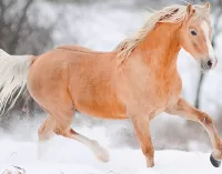 Пазл Рыжий конь