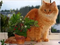 Quebra-cabeça red cat
