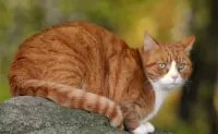 Слагалица Red cat