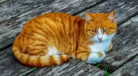 Rompicapo Red cat