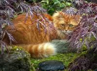 Bulmaca Red-headed cat