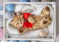 Rompicapo red kitten