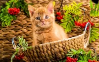 Quebra-cabeça Ginger kitten