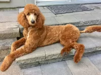 Puzzle Red poodle