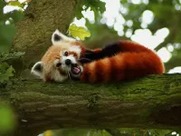 Слагалица Red panda